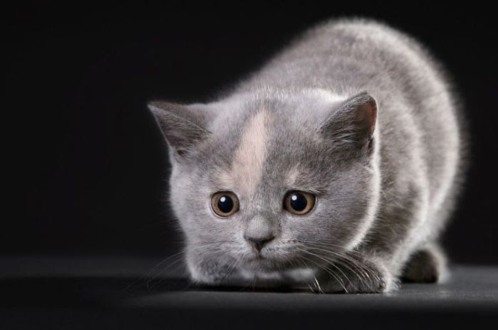 &Pcy;&rcy;&icy;&kcy;&ocy;&lcy;&softcy;&ncy;&ycy;&iecy; &kcy;&ocy;&tcy;&ycy; (37 &fcy;&ocy;&tcy;&ocy;)