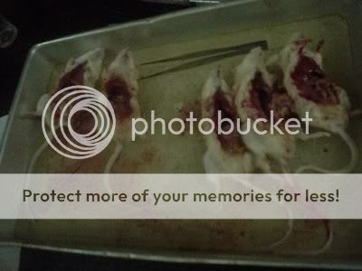 putopau, paulala de los reyes