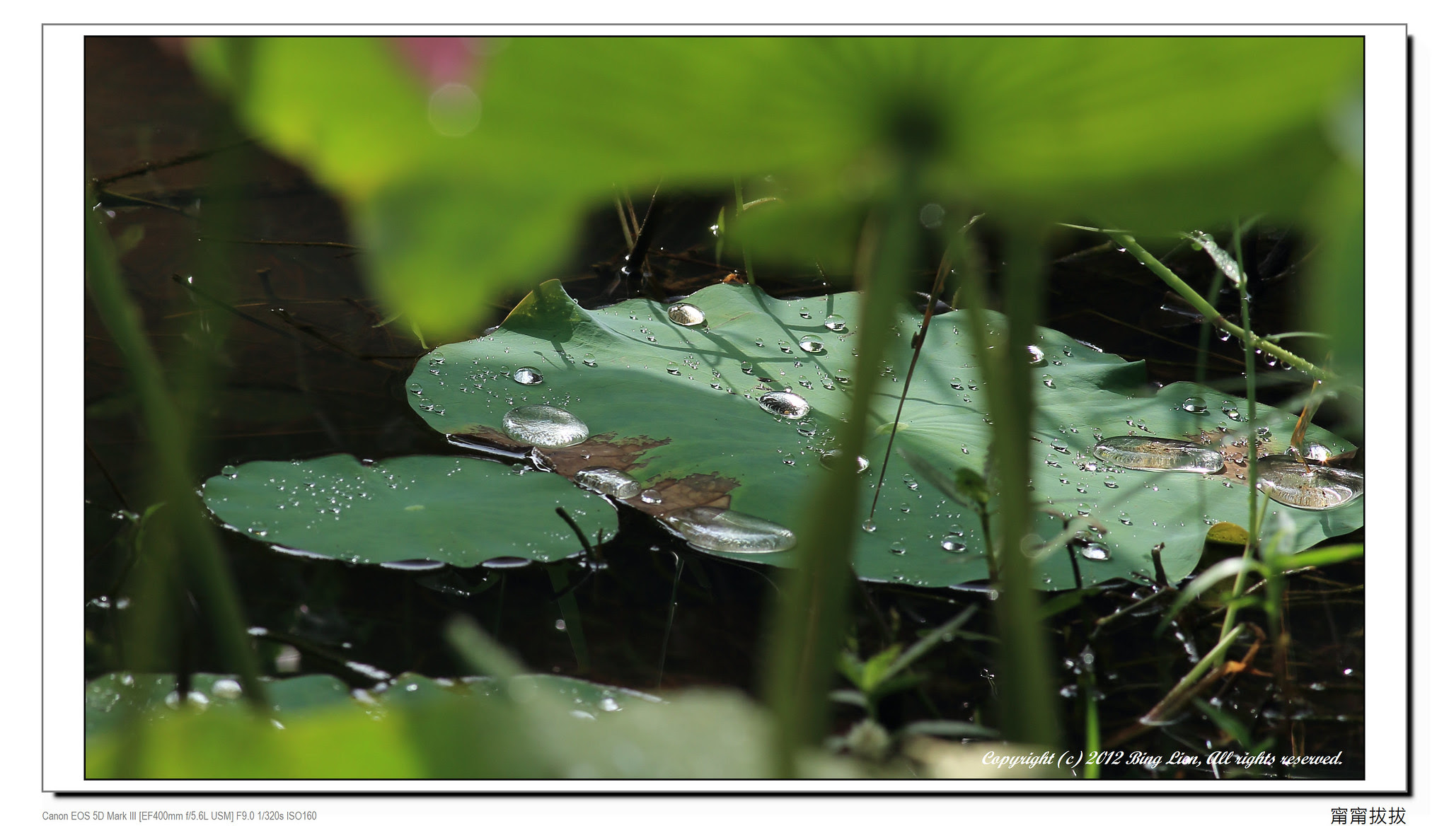 frame_BING4651