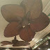 Unique Ceiling Fan / 50 Unique Ceiling Fans To Really Underscore Any Style You Choose For Your Room / Unique ceiling fans may just add that unique look to the home decor that you have been looking for as many options can be considered such as a ceiling fan without lights or with lights.