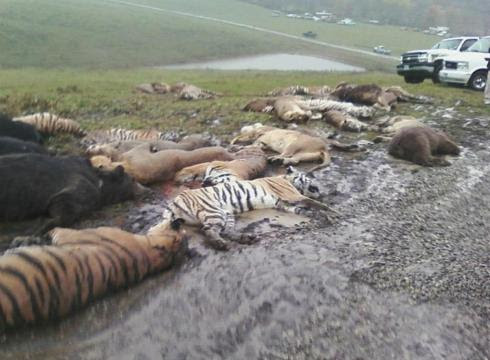 Wild and pet animals