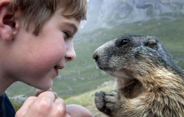 Amazing Friendship of a Boy and Marmots