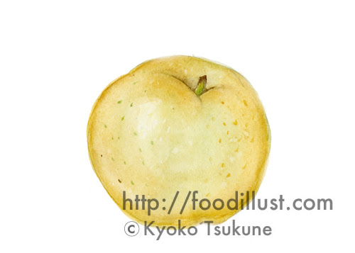 梨のイラスト 水彩画 F02