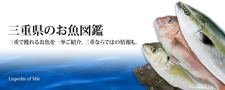 三重県のお魚図鑑 三重県漁業協同組合連合会 みえぎょれん