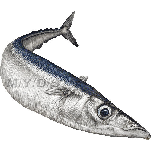 秋刀魚 サンマのイラスト 条件付フリー素材集