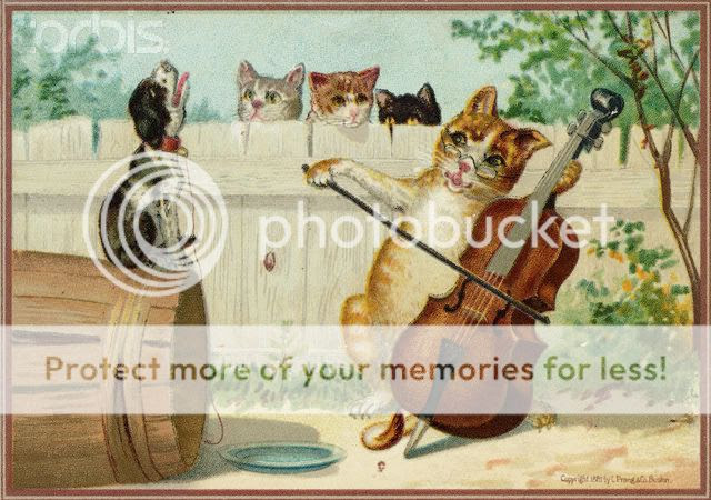 Cat Cello