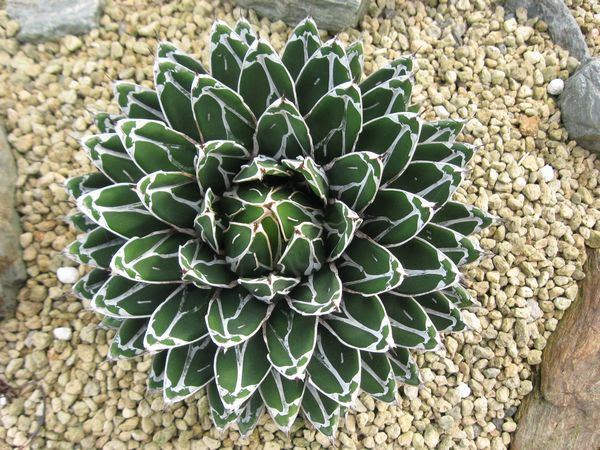 笹の雪栽培記録