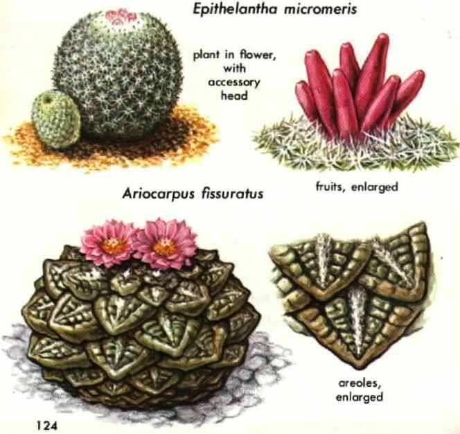 Sobre Peyote e San Pedro - Universo Sagrado