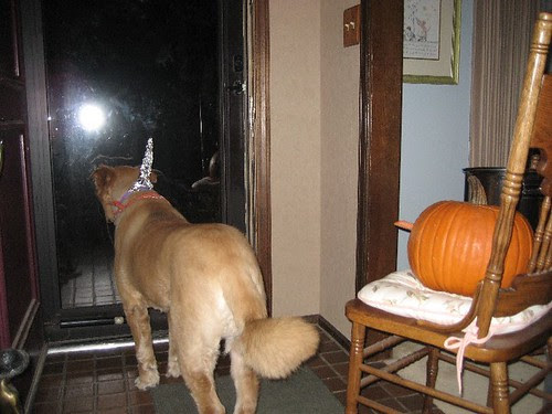 2006_HalloweenDog