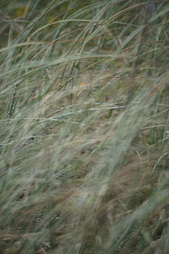 DSC00033