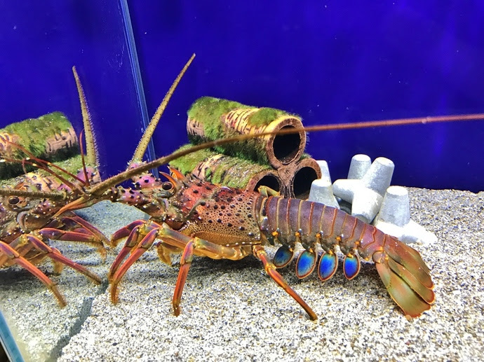 伊勢海老の飼育
