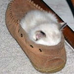 Lovely Kittens 7