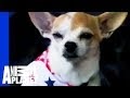 Chihuahua Dog Years Chart