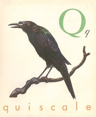 abc castor p17