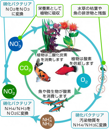 上手な水草育成の水草 苔ガイド 浄化サイクルの働き 苔対策 株式会社セラジャパン