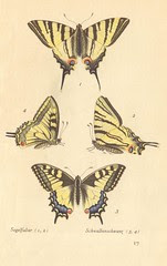 papillons d 13