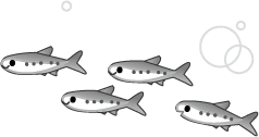 魚のイラスト 無料イラストフリー素材