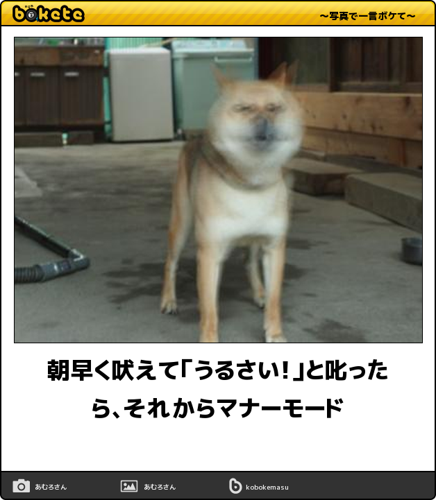 閲覧注意 即 笑える 犬まとめbokete 笑いたい人は必見 犬の総合情報サイト ペットスマイルニュースforワンちゃん