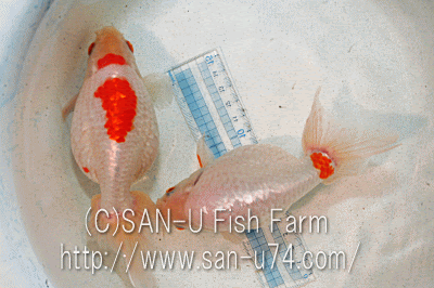 金魚愛好家からの買い付け
