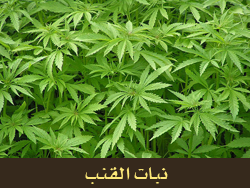 شجرة الحشيش