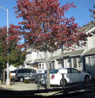 Staten Island