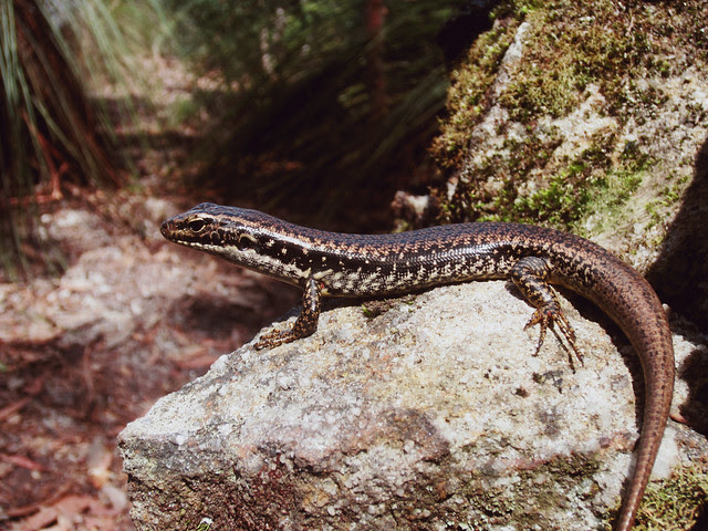 Leura Water Skink