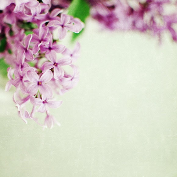 Hint of Lilac - Fine Art Flower photograph -  8x8