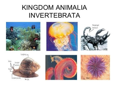 animalia dibedakan menjadi dua berdasarkan lapisan tubuhnya  guru