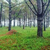 Pinewood Forest in Don Salvador Benedicto, Negros Occidental, Philippines