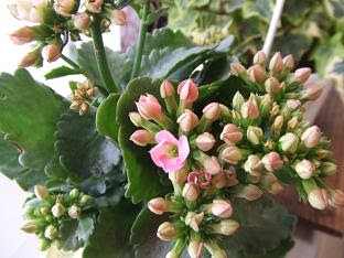 30代olの英語勉強生活 頭のよくなる花 の現状報告