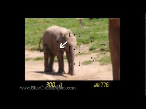 Introduction to the Nikon D3100: Basic Controls