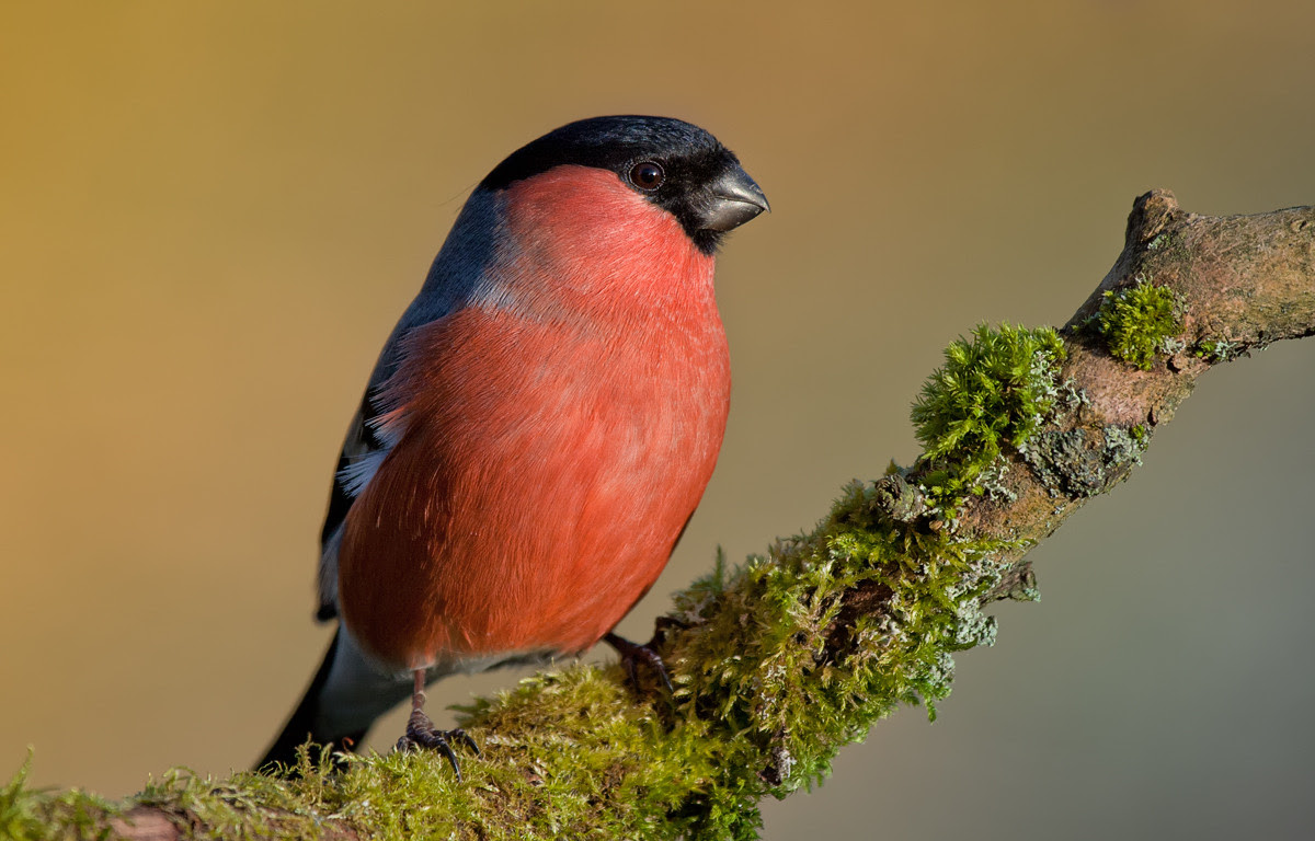 nature photography, view community,