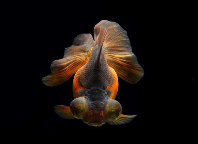 出目金の飼い方 金魚 飼育 えさ 病気 種類 ミズムック