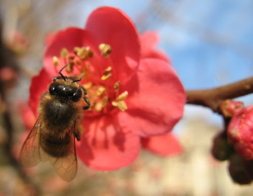 Bee on Chaenomeles