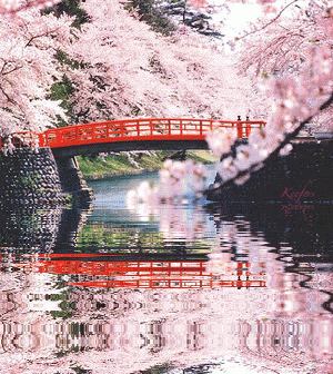 Cherry Blossoms, Flowers, Animated Graphics, Beautiful Flowers, Keefers Pictures, Images and Photos