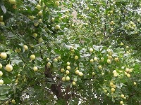９月７日の誕生花 ナツメ 棗 夏芽 の花言葉 健康の果実 食用 薬用の家庭果樹の効果で あなたの存在は私の悩みを軽くします 弥生おばさんのガーデニングノート 花と緑の365日 楽天ブログ