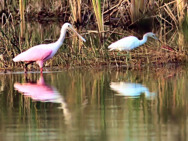 Spoonbill and Little Blue Heron 20121205