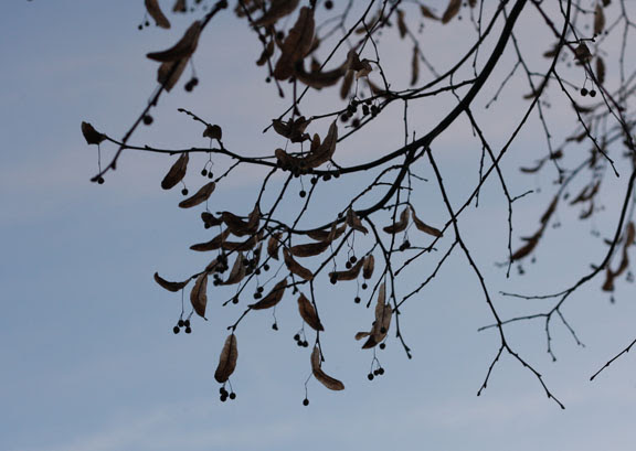 winter branches