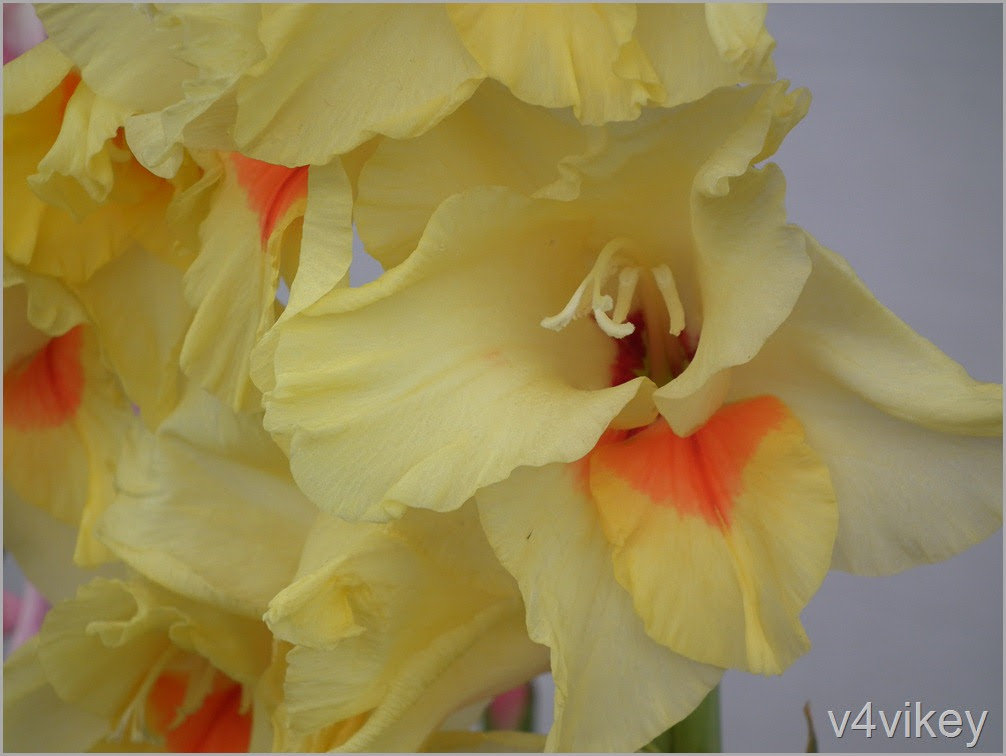Yellow Gladiolus Flower 