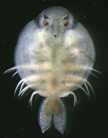 水族寄生虫研究室