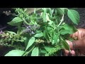 MMEA WENYE MAAJABU (+VIDEO)