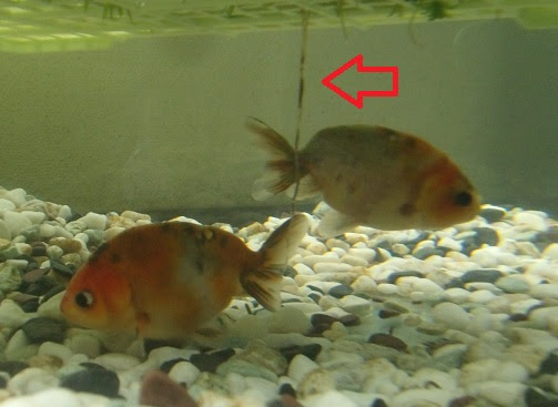 水替えなしでも透明になった ぼくのノドをうるおす金魚たち