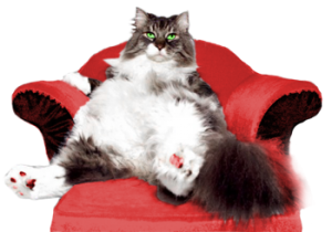Connaissez Vous Le Langage Du Chat Lechatpacha