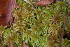 Sphagnum Moss