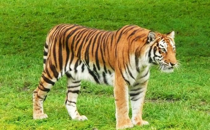 Harimau Bintang Related Keywords & Suggestions - Harimau 