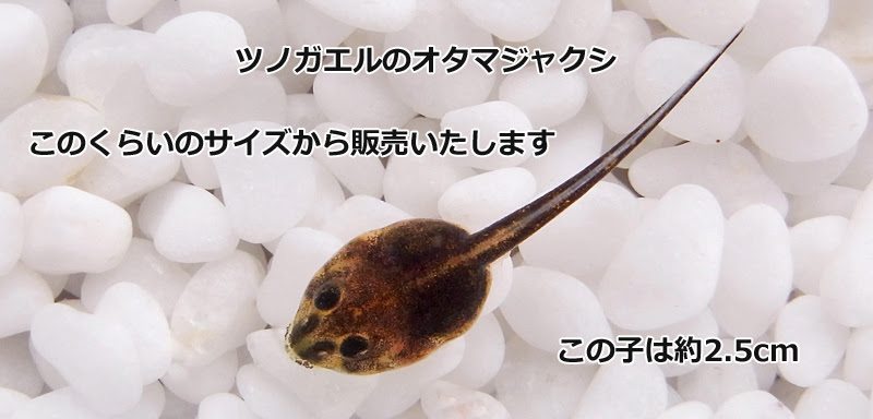 ツノガエルをはじめとする飼育から販売 Herptilefarm Nuance ニュアンス オタマジャクシのページ