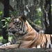tigers