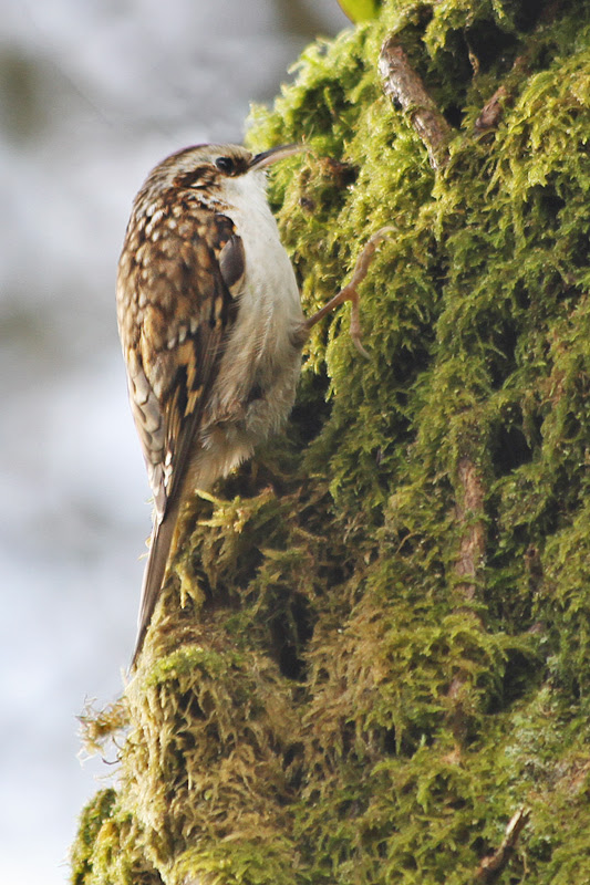 Treecreeper