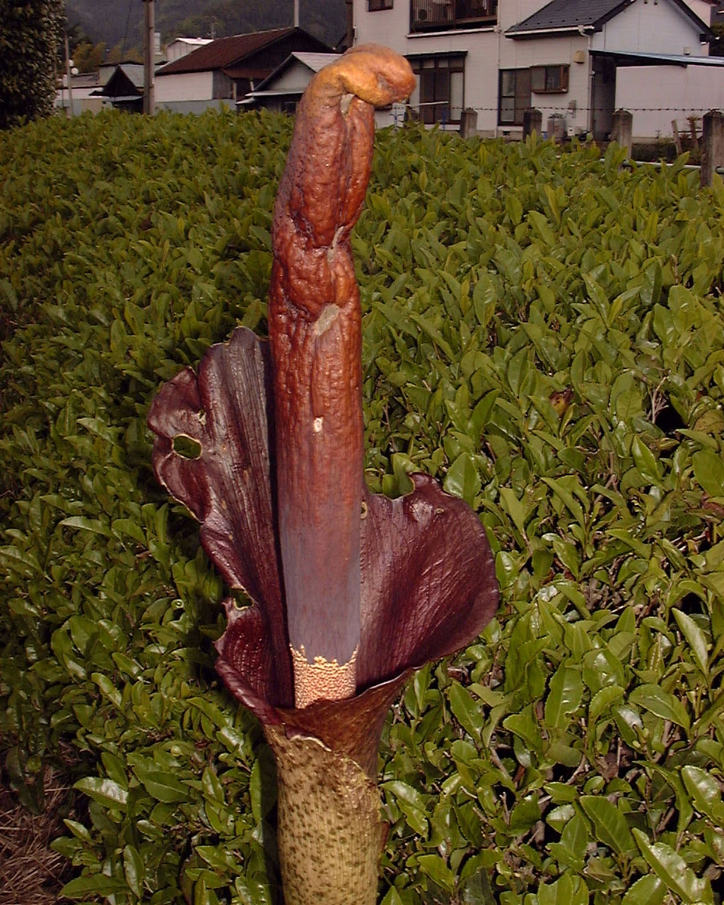 蒟蒻 こんにゃく の花
