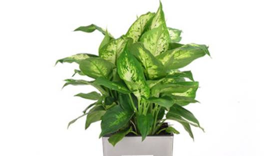 花叶万年青分科移植 成功的两种方法 三农资讯 娱乐新闻网